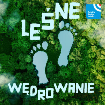 Leśne wędrowanie – wiosenne geofity