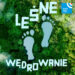 Leśne wędrowanie – wiosenne geofity